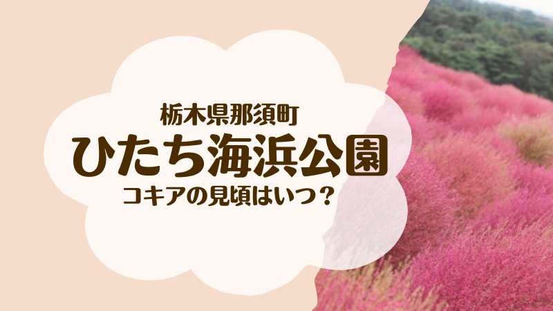 国営ひたち海浜公園 のコキアの見頃はいつ 近い駐車場を紹介 ひな散歩